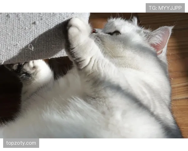 朱婷家的猫都比我会挑沙发